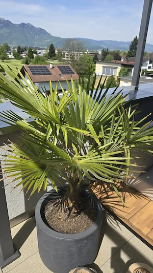 Palme inkl Topf 140cm Pflanzen Bild 5