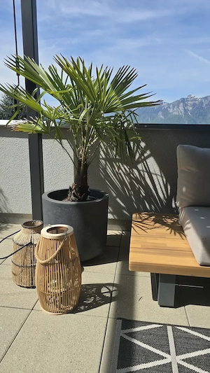 Palme inkl Topf 140cm Pflanzen Bild 2