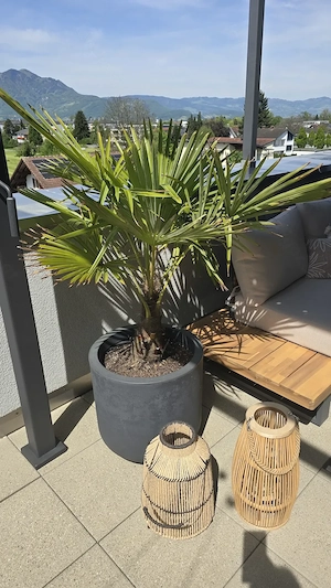 Palme inkl Topf 140cm Pflanzen Bild 3