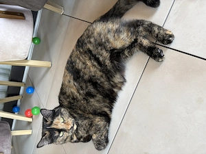 Liebevolles Katzen-Duo sucht neues Zuhause  Bild 2