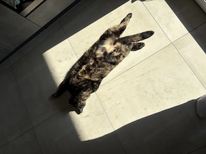 Liebevolles Katzen-Duo sucht neues Zuhause  Bild 3