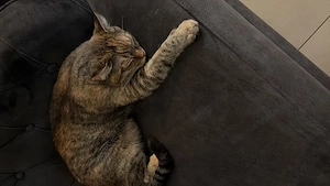 Liebevolles Katzen-Duo sucht neues Zuhause  Bild 4