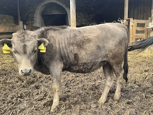 Zwerg - Rinder (Rasse: Dahomey) zu verkaufen Bild 5