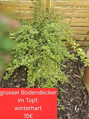 verschiedene Planzen für den Garten Bild 6