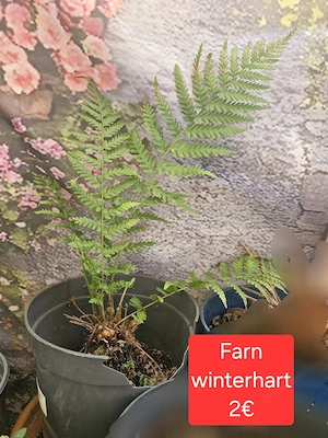verschiedene Planzen für den Garten Bild 5