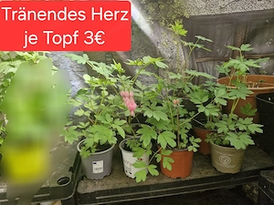 verschiedene Planzen für den Garten Bild 3