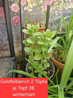 verschiedene Planzen für den Garten Bild 4