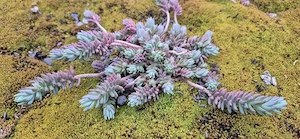 Moos (ca 50 m ) Bild 3