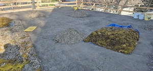 Moos (ca 50 m ) Bild 2