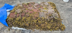 Moos (ca 50 m ) Bild 4