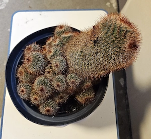 Imposante Kakteen Bild 2