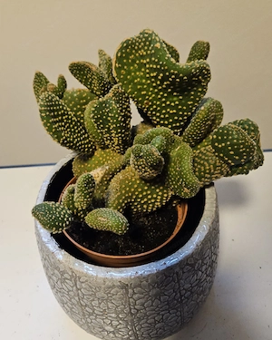 Imposante Kakteen Bild 3