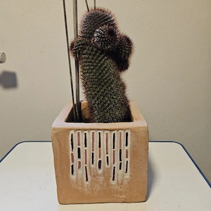 Imposante Kakteen Bild 6