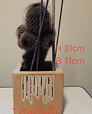 Imposante Kakteen Bild 5