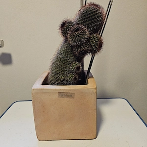 Imposante Kakteen Bild 7