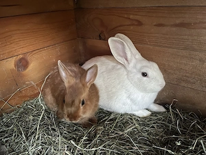 Zwergkaninchen Farbenzwerg Hase Weiss 10 Wochen alt