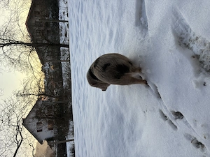 Mini Schweine Bild 3