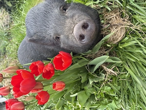 Mini Schweine Bild 2