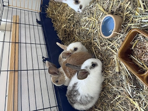 Zwergkaninchen 6 Wochen alt zu vergeben 