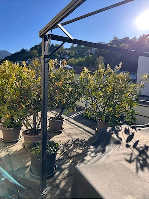 Pavillion zu verschenken Bild 2