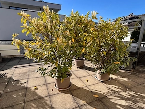 Kirschlorbeer im Topf zu verschenken