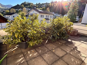 Kirschlorbeer im Topf zu verschenken Bild 2