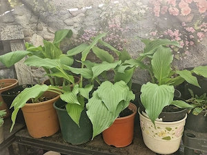 Funkie  Hosta lila blühend Bild 2