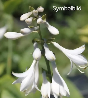weisse Hosta Funkie