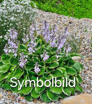 Funkie  Hosta lila blühend