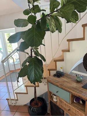 hohe Zimmerpflanze Bild 2