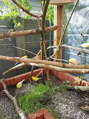 Suche gelbe Kanarienvögel  Bild 2