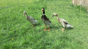 Laufenten zu verschenken 