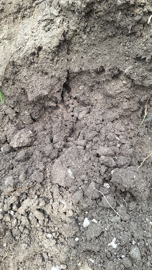 Erde, Aushub (mit Steinen) von Nutzgarten Bild 3