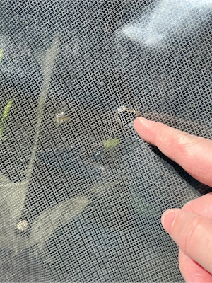 Fahrrad Croozer für 2 Kinder Bild 5