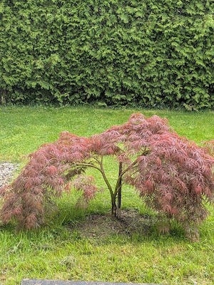 Fächer Ahorn Bild 2