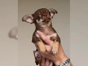 Chihuahua-Welpen suchen ein liebevolles Zuhause. Bild 2