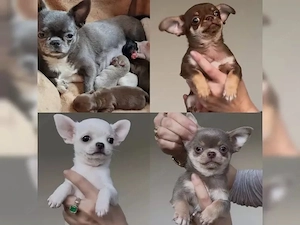 Chihuahua-Welpen suchen ein liebevolles Zuhause. Bild 5