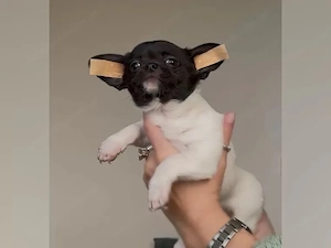 Chihuahua-Welpen suchen ein liebevolles Zuhause. Bild 4