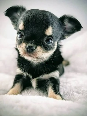 Chihuahua-Welpen suchen ein liebevolles Zuhause. Bild 3