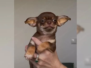 Chihuahua-Welpen suchen ein liebevolles Zuhause. Bild 4