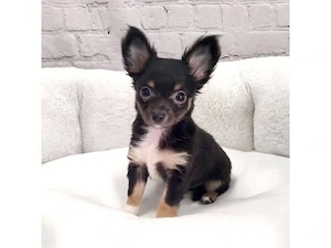 Chihuahua-Welpen suchen ein liebevolles Zuhause. Bild 3