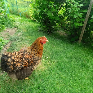 Mooshuhn und Wayandottenhuhn Bild 2