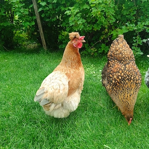 Mooshuhn und Wayandottenhuhn