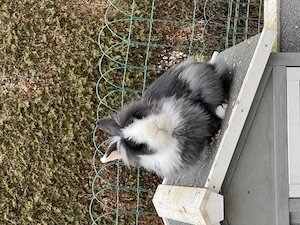 Zwei erwachsene Zwergkaninchen an sehr guten Platz zu verschenken  Bild 3