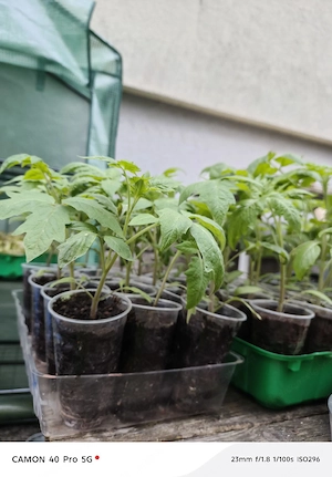 Rispen Tomaten Setzlinge  Bild 2