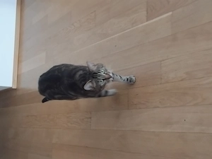 Kater 3 Jähriger  Bild 4