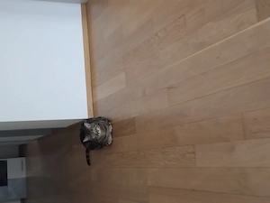 Kater 3 Jähriger  Bild 3