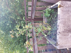 Rose   Strauchrose - ohne Pflanztopf - zu verschenken