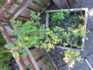 Rose   Strauchrose - ohne Pflanztopf - zu verschenken Bild 2