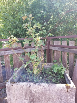 Rose   Strauchrose - ohne Pflanztopf - zu verschenken